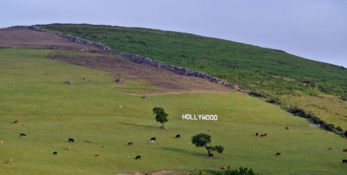 Hollywood sign on hill in ireland