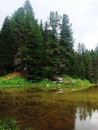 Scenic view of lake in forest against sky