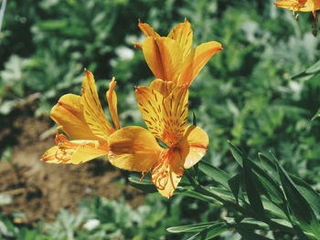 Close-up of yellow flower