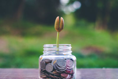 Close-up of pink flower in jar on table