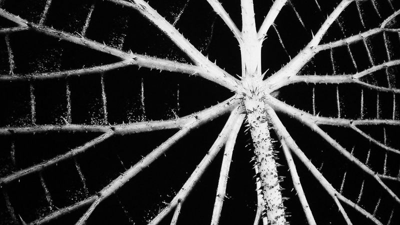 full frame, backgrounds, close-up, drop, pattern, focus on foreground, wet, nature, water, night, no people, growth, outdoors, weather, spider web, dew, detail, raindrop, rain, beauty in nature