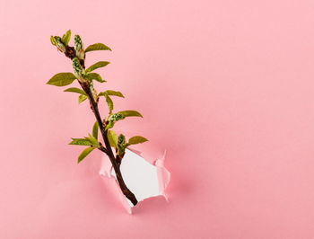 Close-up of plant against wall