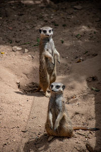 Meerkat on rock