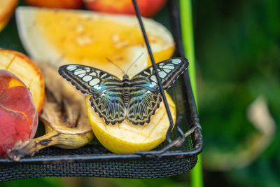 Close-up of butterfly on yellow leaf