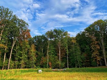 Scenic view of forest against sky