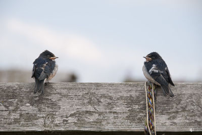 Bird perching on wooden wall