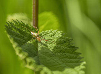 Close-up of insect on leaves