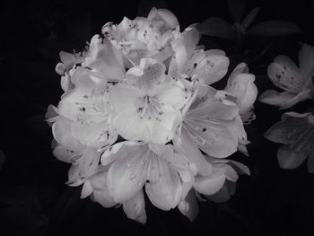 Close-up of white flower