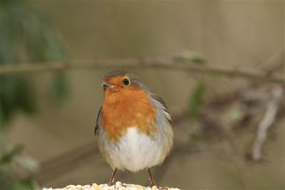 Close-up of robin perching 