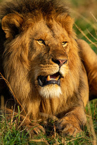 Close-up of male lion lying in sunshine