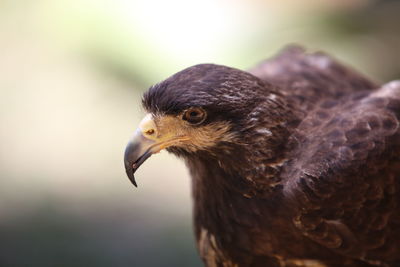 Close-up of eagle