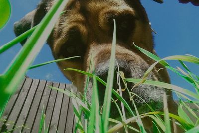 Close-up of dog against sky