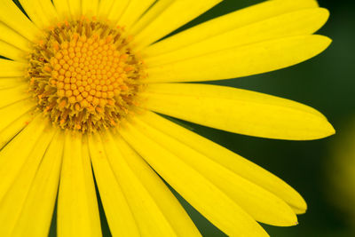 Close-up of sunflower field