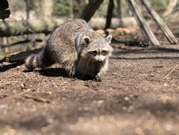 Portrait of an raccoon on land