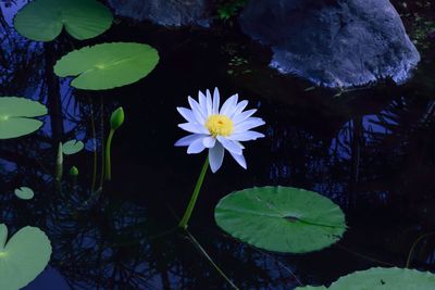 Close-up of lotus water lily in lake