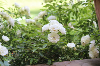 Close-up of white flowers blooming outdoors