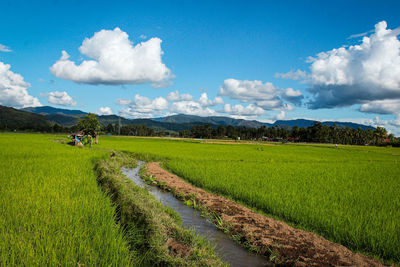 Scenic view of agricultural field against sky