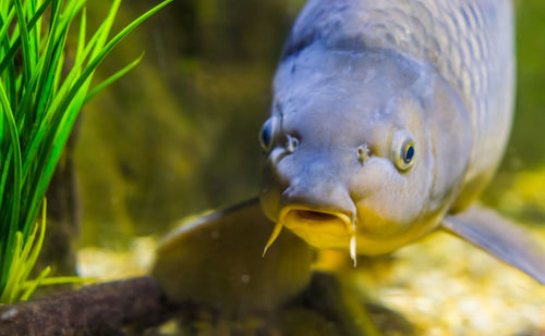 Close-up of fish swimming in sea