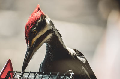 Close-up of bird