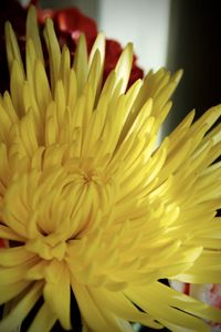 Close-up of yellow flowering plant