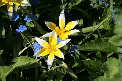 Close-up of yellow flowers blooming outdoors