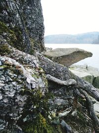 Close-up of moss growing on rock