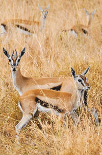 Deer standing on field