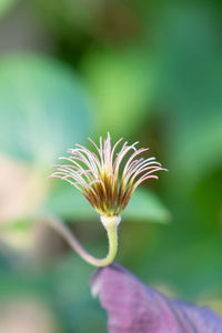 Close-up of flowering plant