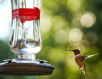 Hummingbird by bird feeder