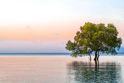 Tree by sea against sky during sunset