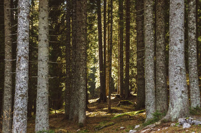 View of pine trees in forest