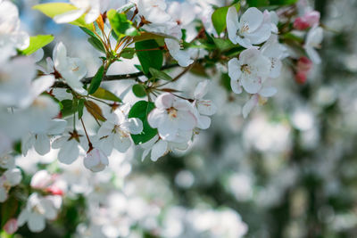 Close-up of white cherry blossoms