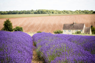 Close-up of purple flowers growing in field