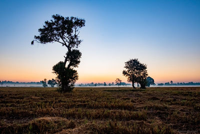 Trees on field against sky during sunset