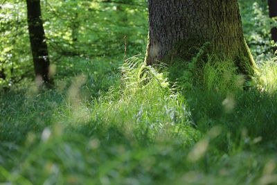 Trees growing in forest