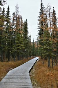 Footpath amidst trees in forest against sky