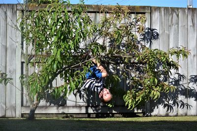 Boy hanging from tree