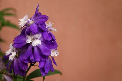 Close-up of purple flowering plant