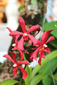 Close-up of red flowers