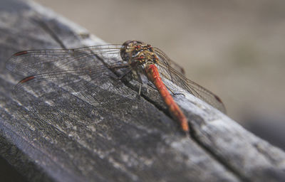 Close-up of dragonfly on wood