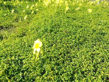 Close-up of fresh green field