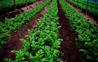 High angle view of plants growing on field