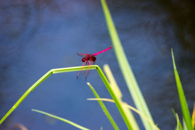 Close-up of dragonfly perching on plant