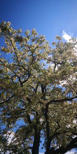 Low angle view of flowering tree against blue sky