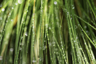 Full frame shot of wet leaves on rainy day