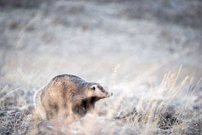 Side view of an animal on land