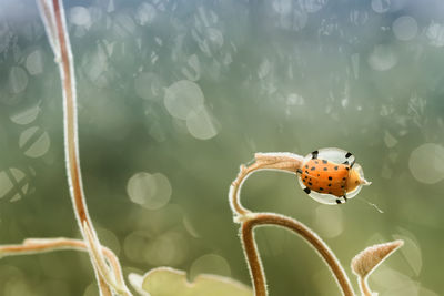 Tortoise beetle on leaf