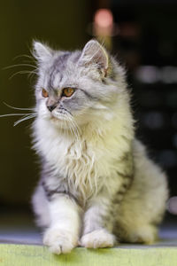 Close-up of cat looking away