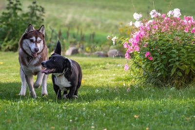 View of a dog on field