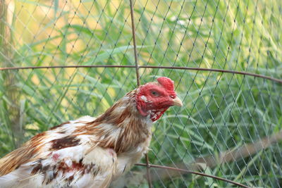 Close-up of a bird in cage